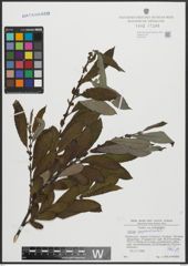 Foto von Salix appendiculata Vill.